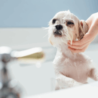 白寓寵物五合一洗毛紙 Maison Blanc 5 in 1 pet shampoo sheet